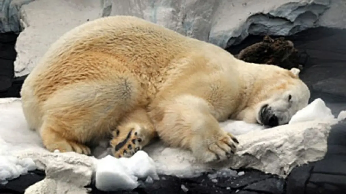 وقتی خرس‌ها یک ماه زودتر از خواب زمستانی بیدار می‌شوند!