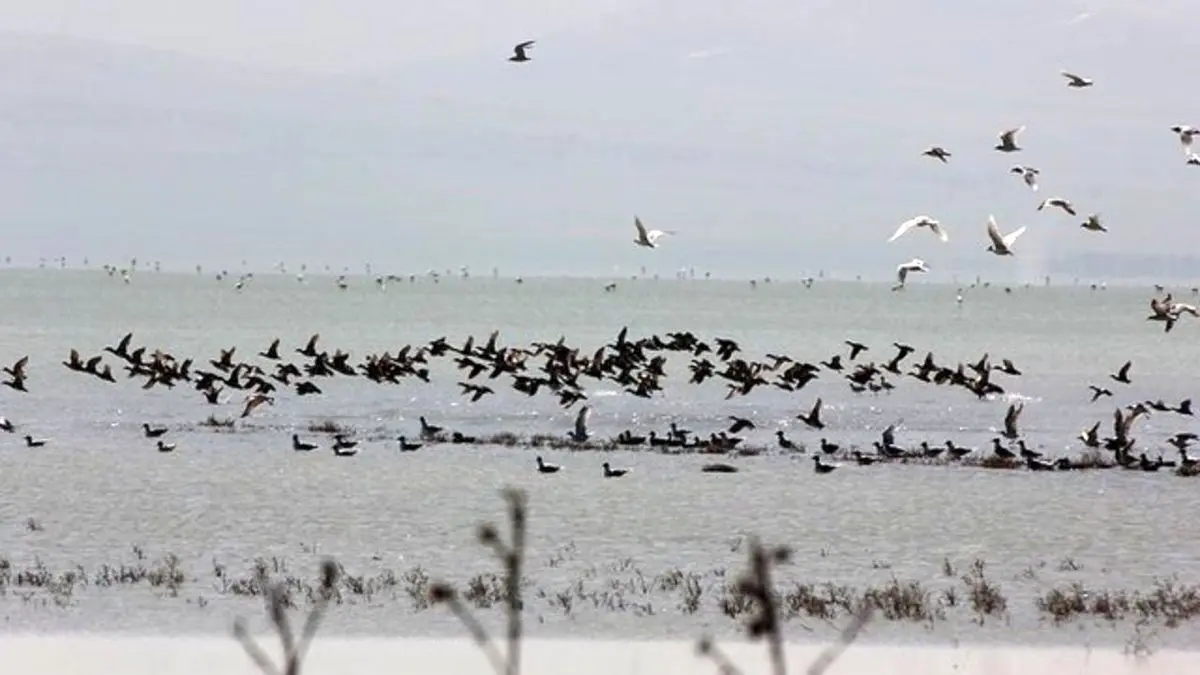 108 هزار پرنده در زیستگاه‌های آذربایجان غربی زندگی می‌کنند