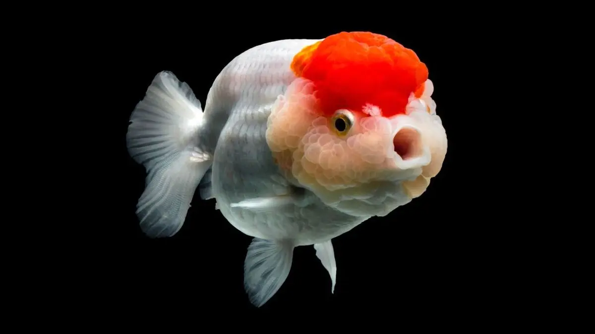 آیا ماهی قرمز می‌تواند ناقل ویروس کرونا باشد؟
