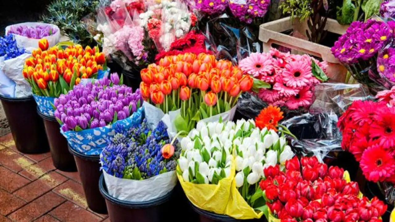 تخفیف 50 درصدی برای مقابله با رکود/ کاهش 80 درصدی خرید گل/ گلفروش‌ها، گل‌ها را دور می‌ریزند