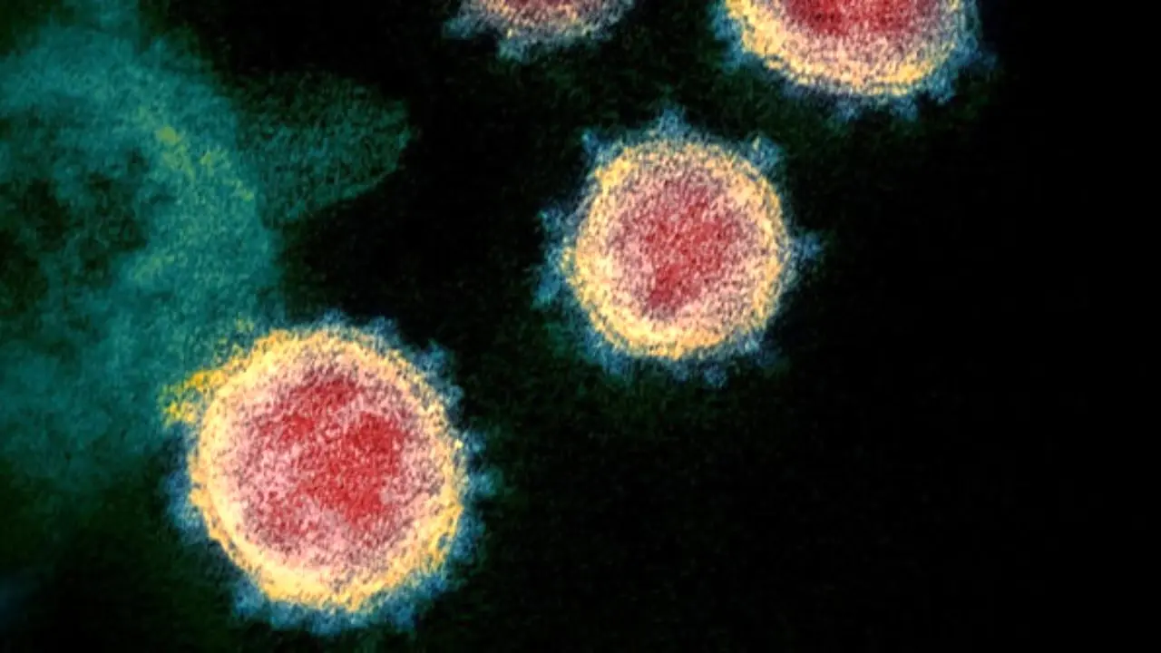 ویروس کرونا چگونه سلول‌های انسان را آلوده می‌کند؟