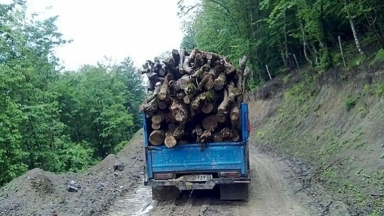کرونا باعث تعطیلی طرح نمونه‌برداری از جنگل‌ها شد/ ممنوعیت برداشت چوب از جنگل‌ها هیرکانی ادامه می‌یابد؟