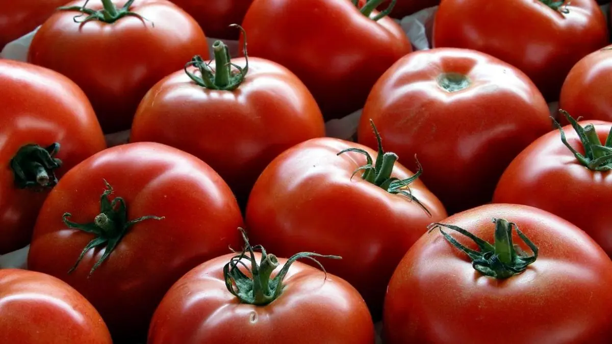 گوجه فرنگی صدرنشین کاهش قیمت در اسفند 98