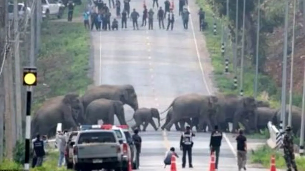فیل‌ها بزرگراه پرتردد در تایلند را مسدود کردند