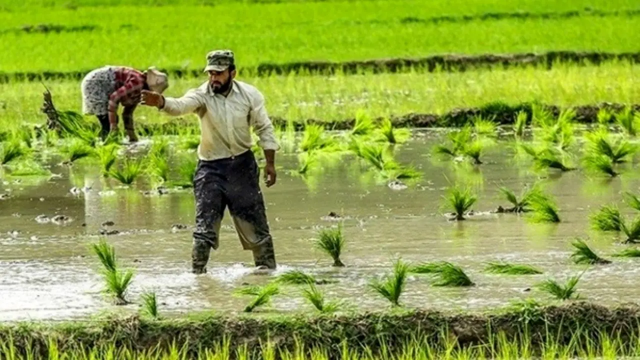 تاثیر بارش‌های بهاری بر افزایش سطح زیر کشت و تولید برنج در سال 98