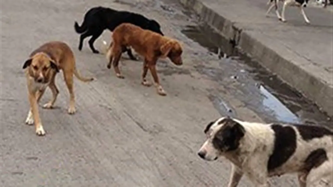 سگ‌ها برای شناسایی بیماران کرونایی آموزش می بینند