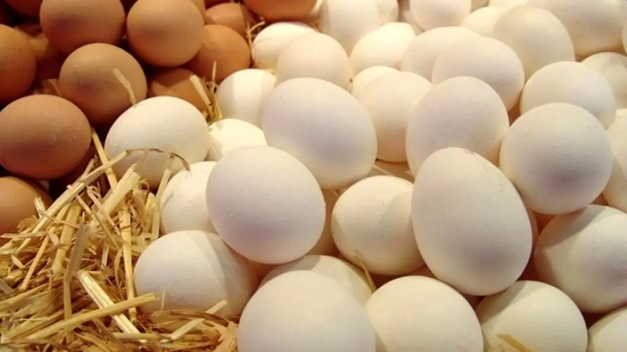10 هزار تن تخم‌مرغ به کشورهای منطقه صادر شد