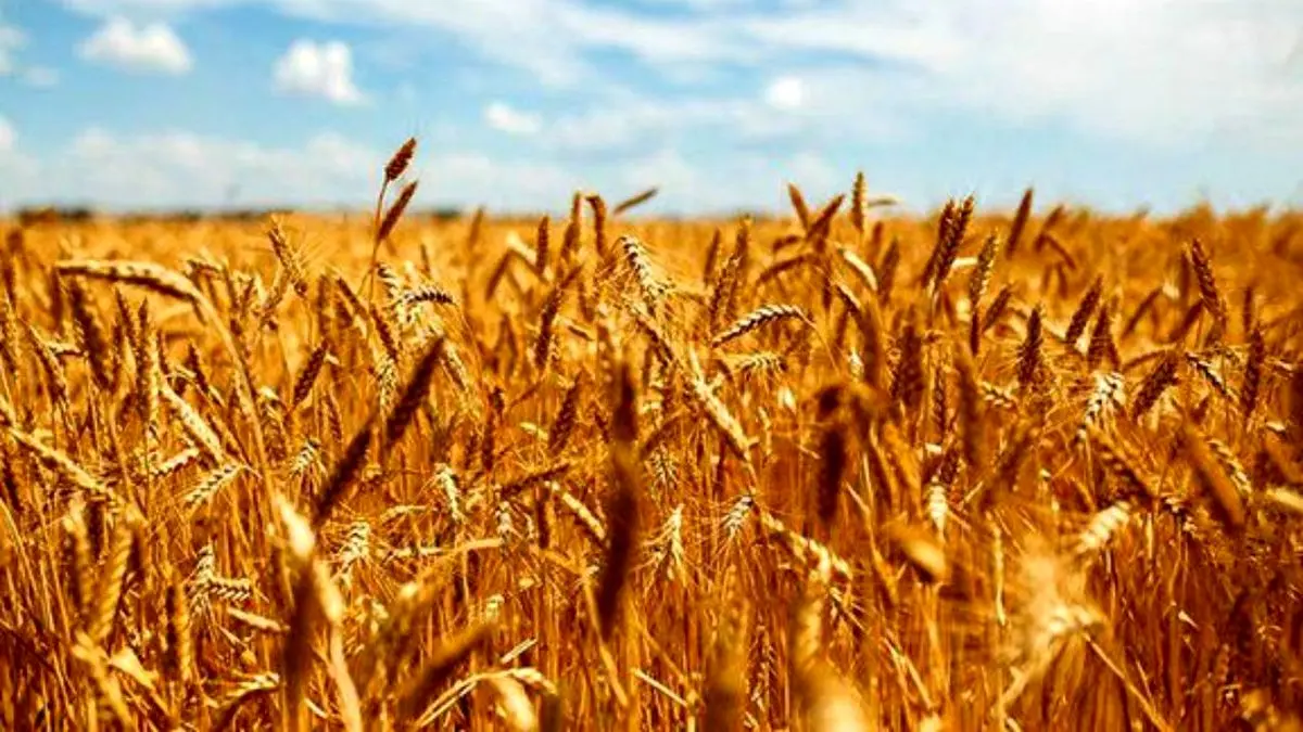 کیفیت گندم تولیدی در 10 سال اخیر بی نظیر است/ پیش بینی تولید 14 میلیون تن گندم