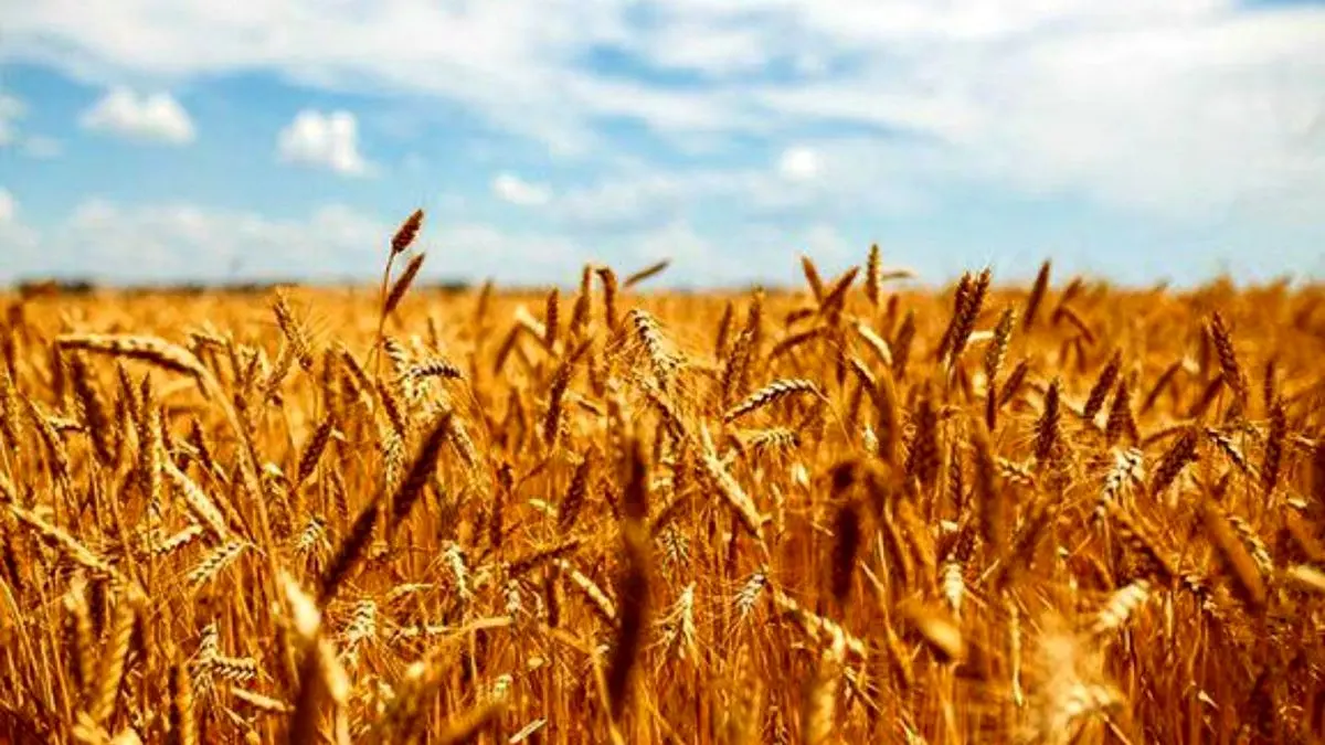 آیا دولت در پیک تولید گندم با کمبود منابع روبه‌رو می‌‌شود؟ / خرداد پر استرس برای گندمکاران
