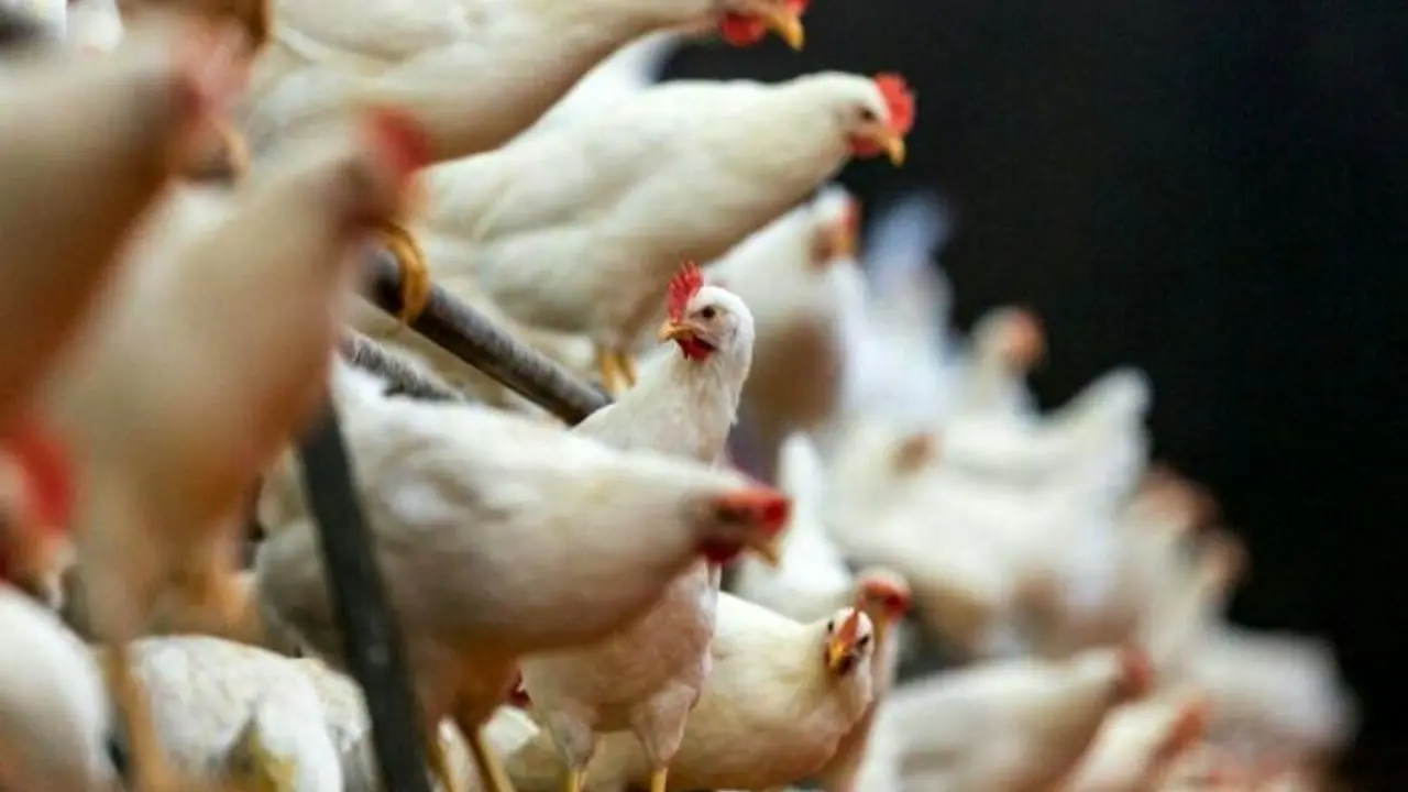 دفترداران قیمت مرغ را کنترل می‌کنند نه وزارتخانه‌ها / اعتراض به تعیین نوسان 7 درصدی قیمت مرغ و جوجه