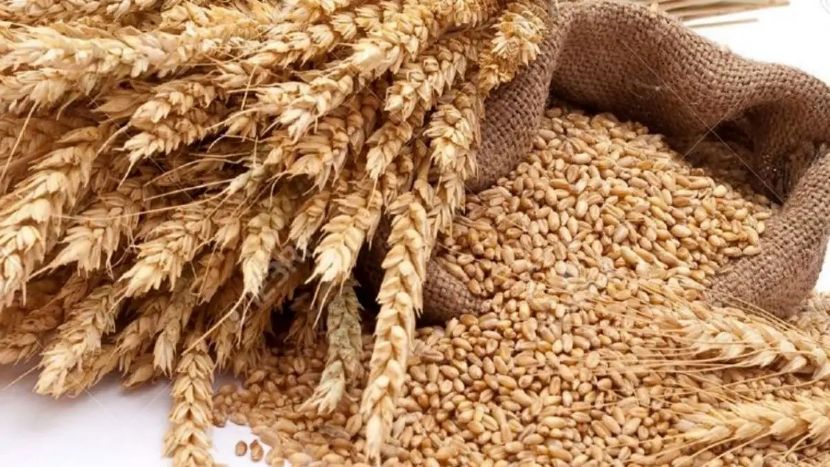 825 هزار تن گندم مازاد بر نیاز کشاورزان خریداری شد