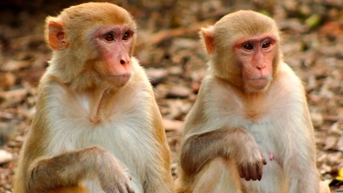 محققان چینی میمون رزوس را در برابر ویروس کرونا واکسینه کردند