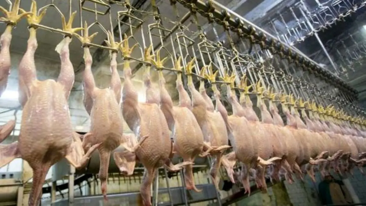 می‌توانیم 2000 تن بیش از نیاز مصرف روزانه مرغ به بازار عرضه کنیم/ قیمت مصوب خرید از مرغداران اصلاح شود