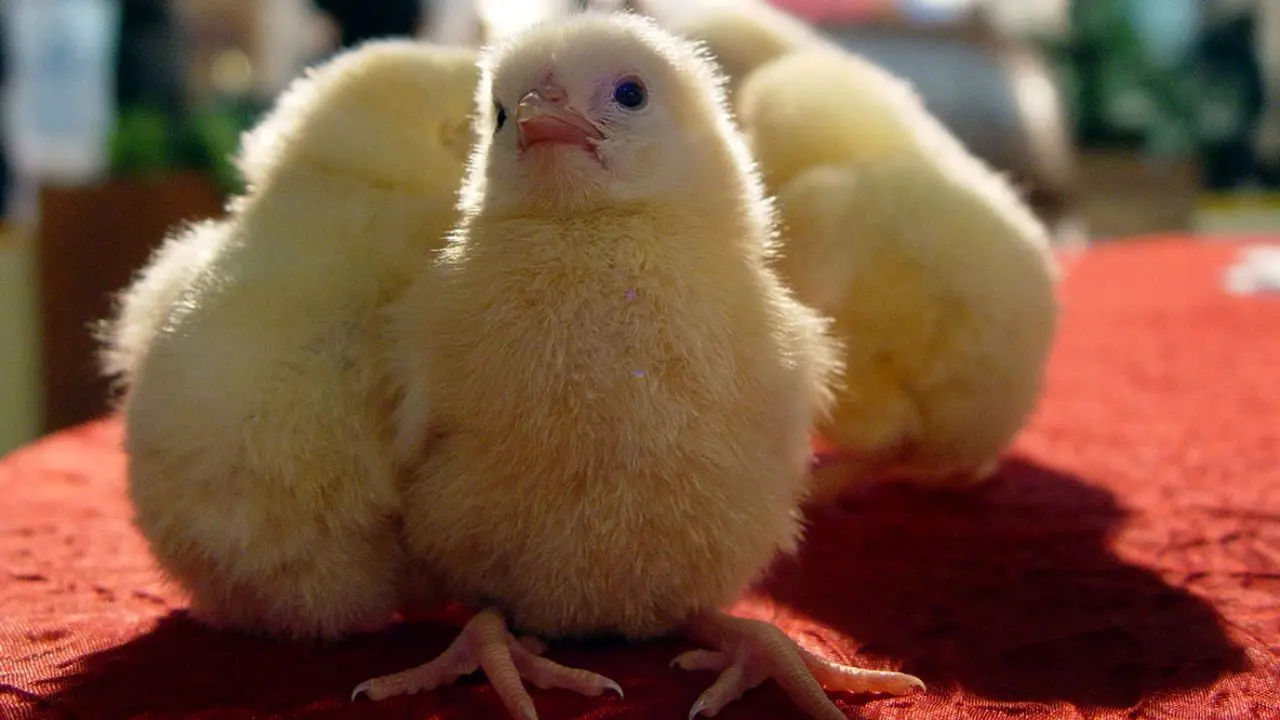 مازاد 50 هزار تنی تولید مرغ، آواری بر سر مرغداران