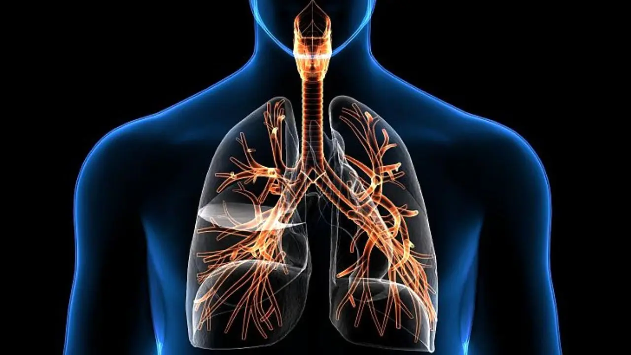 ویروس کرونا| شیوه کار سیستم تنفسی چگونه است؟