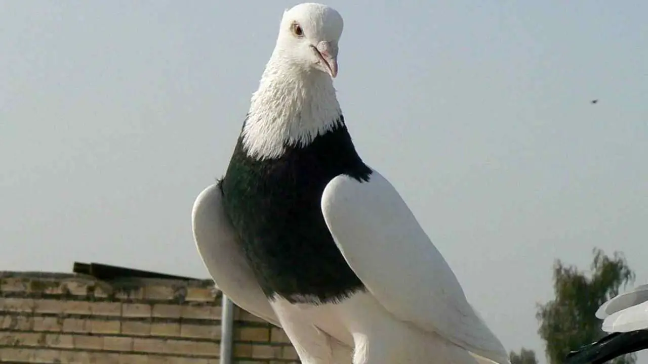 دور دنیا| کبوتر جاسوس در هند دستگیر شد