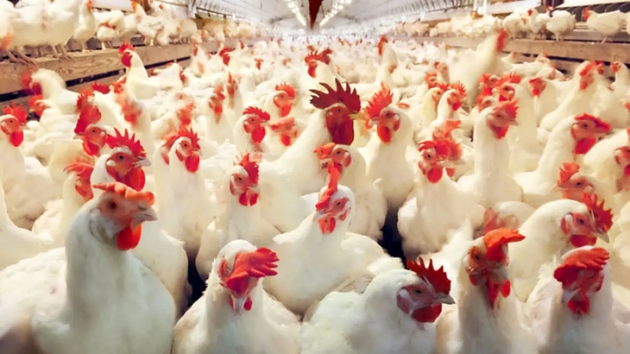 مرغداران در هزارتوی کمبود سویا و کاهش تقاضای بازار