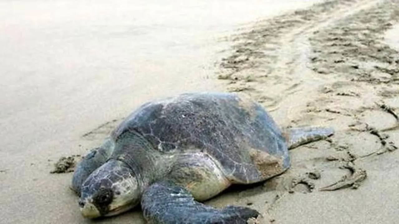 صید ترال عامل مرگ لاک‌پشت‌ها در شهرستان جاسک