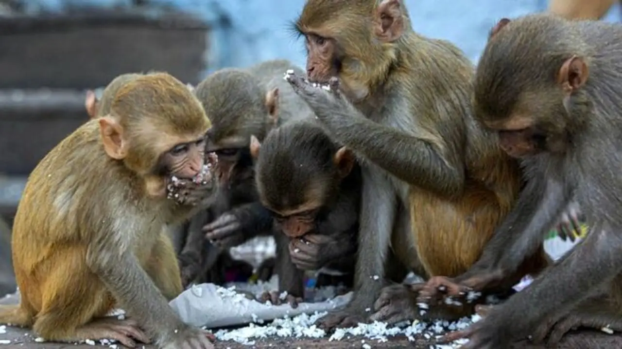 میمون‌ها در هند نمونه‌ خون بیماران مبتلا به کووید-19 را دزدیدند