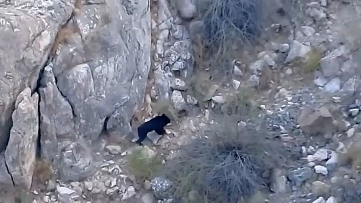 مشاهده یک نمونه نادر و در حال انقراض خرس در ایران