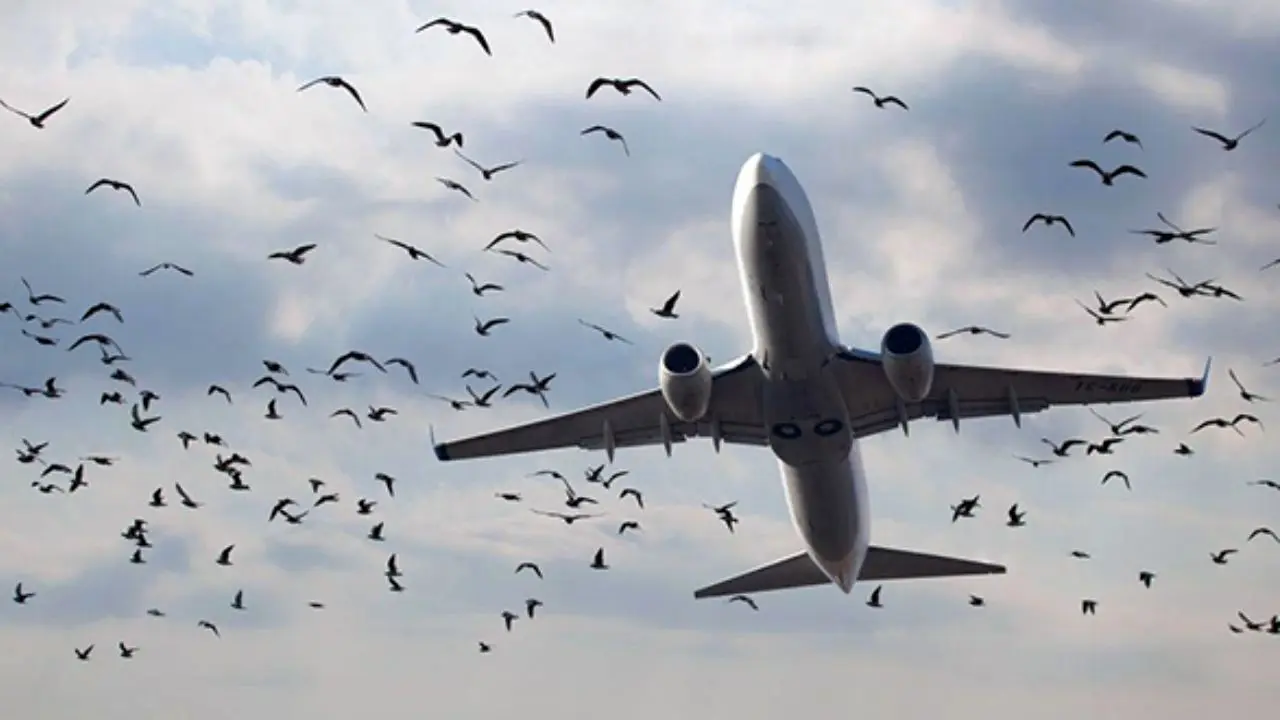 لحظه برخورد پرنده با هواپیما در فرودگاه مهرآباد و واکنش خلبان+ویدئو