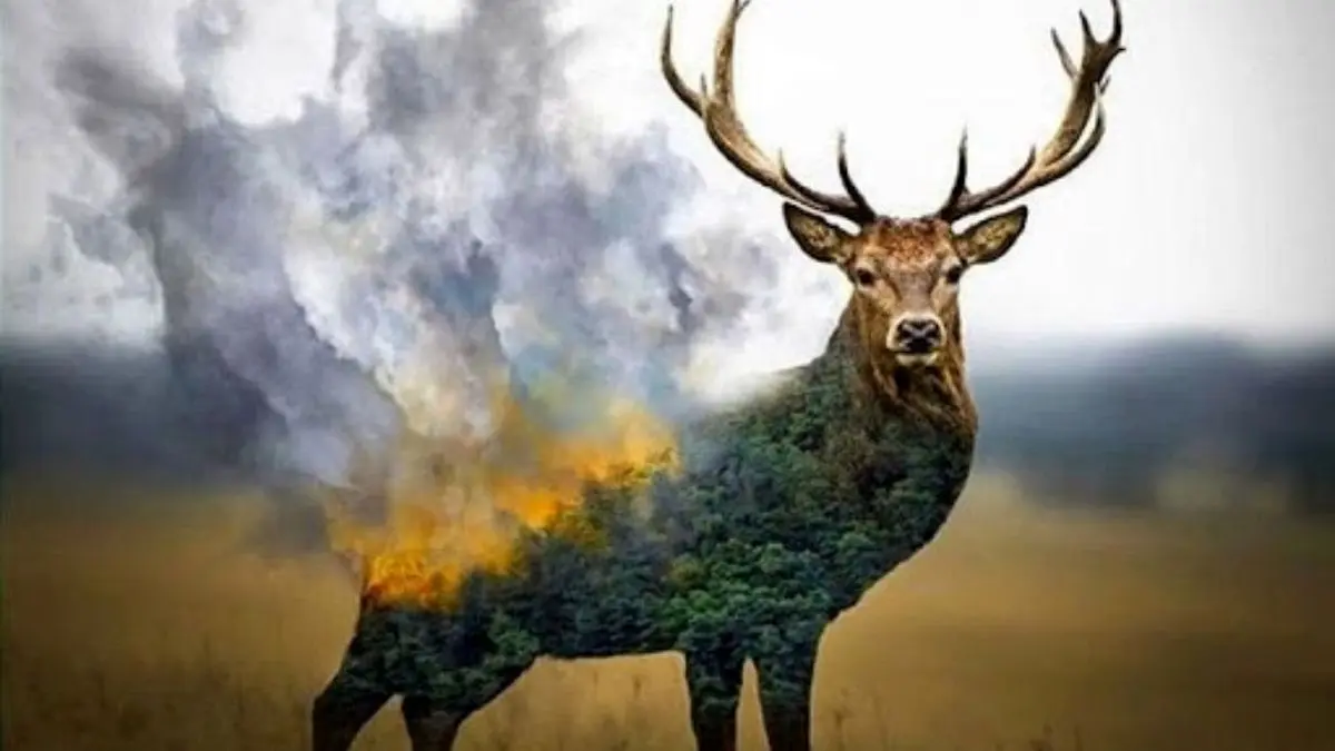 500 سال طول می‌کشد تا جنگلی سوخته دوباره بازسازی شود