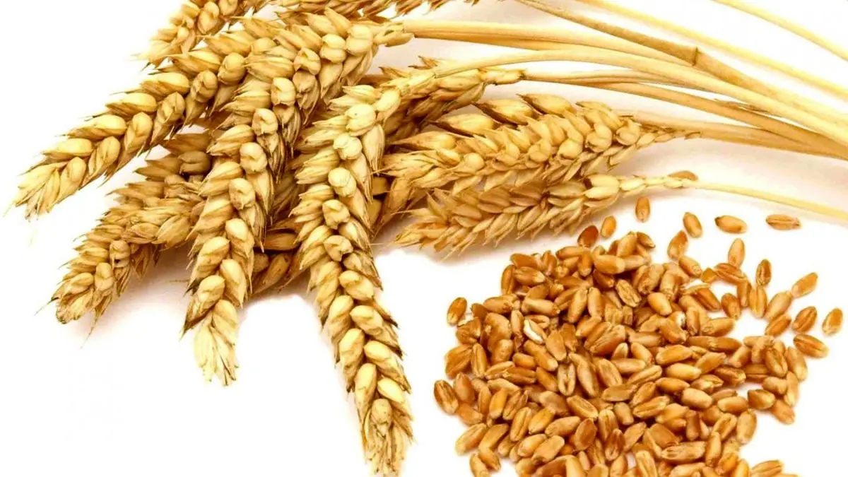 تولید گندم به 14 میلیون تن می رسد