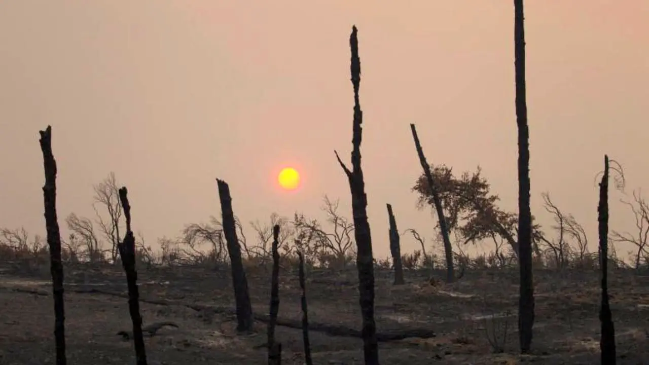 آتش‌سوزی جنگل‌های زاگرس| 240 مورد آتش‌سوزی هم بودجه‌ای در اختیار جنگل‌ها قرار نداد
