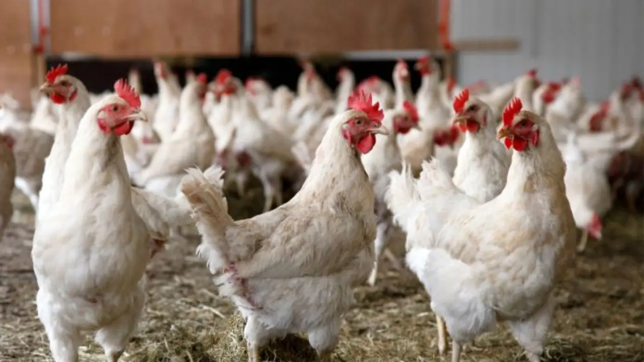 صادرات مرغ با عوارض 1500 تومانی تمدید شد