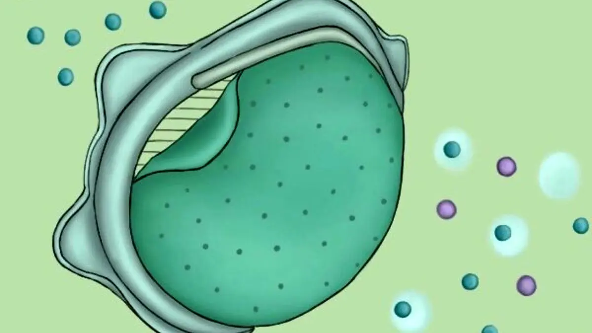 عمر ماسک‌های N95 بیشتر می‌شود