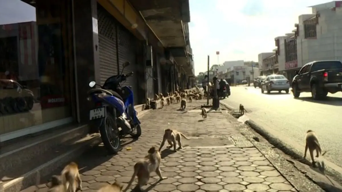 دور دنیا| میمون‌ها در تایلند حکومت نظامی اعلام کردند