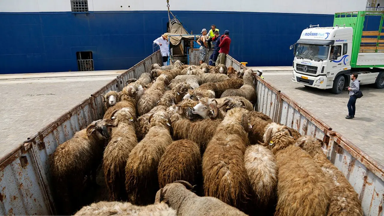 قاچاق گوسفند با اختلاف 50 هزار تومانی در بازار عراق رونق گرفت