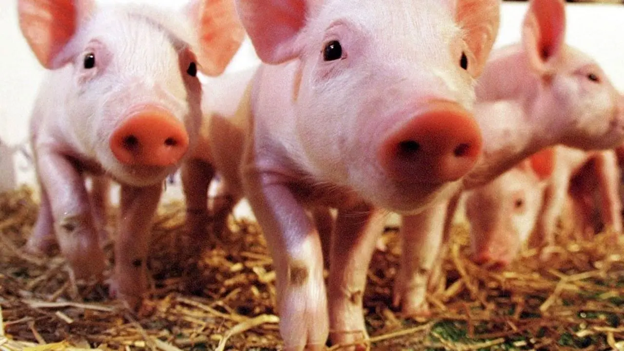 نوع جدیدی از آنفولانزای خوکی کشف شد