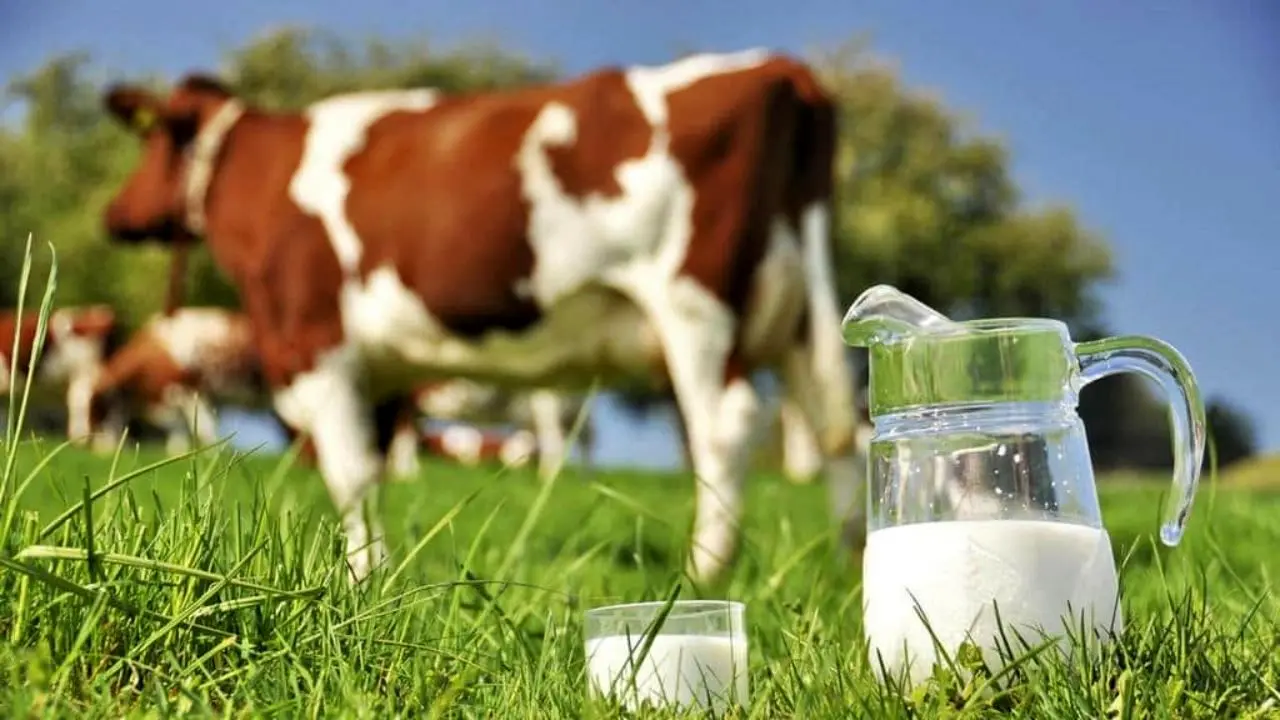 سرانه مصرف شیر ایران با کشور‌های توسعه یافته تا 60 درصد اختلاف دارد