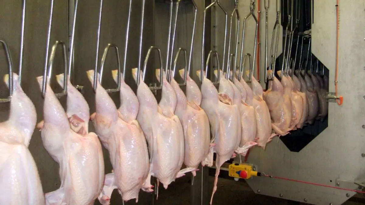 مرغداران به دنبال افزایش قیمت مرغ