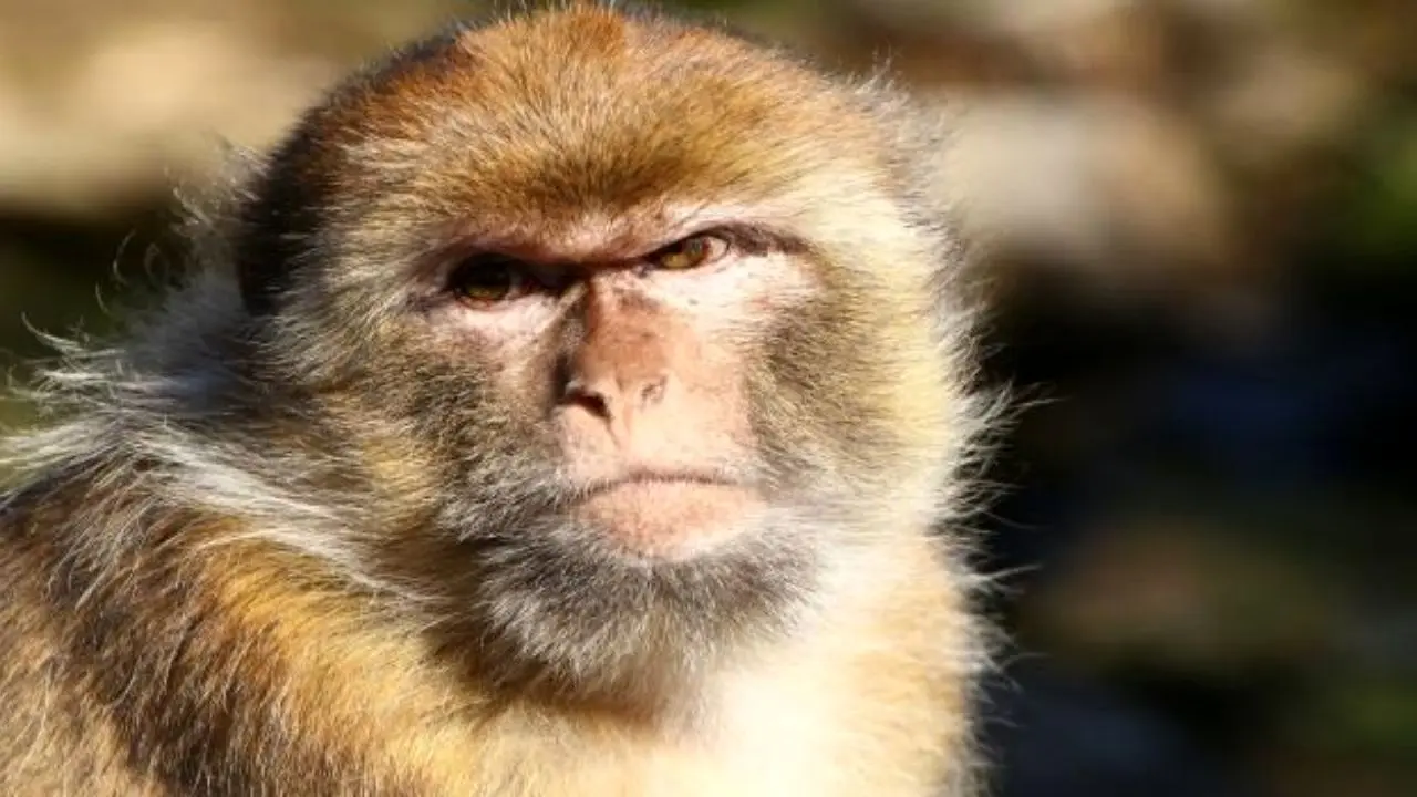 حمله میمون‌ها به به یک شهر در تایلند+ ویدئو