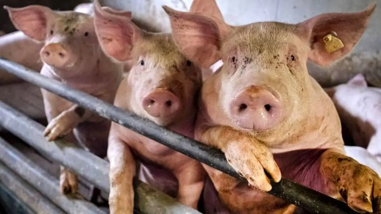 چین می‌‌گوید آنفلوآنزای جدید خوکی تحت کنترل است