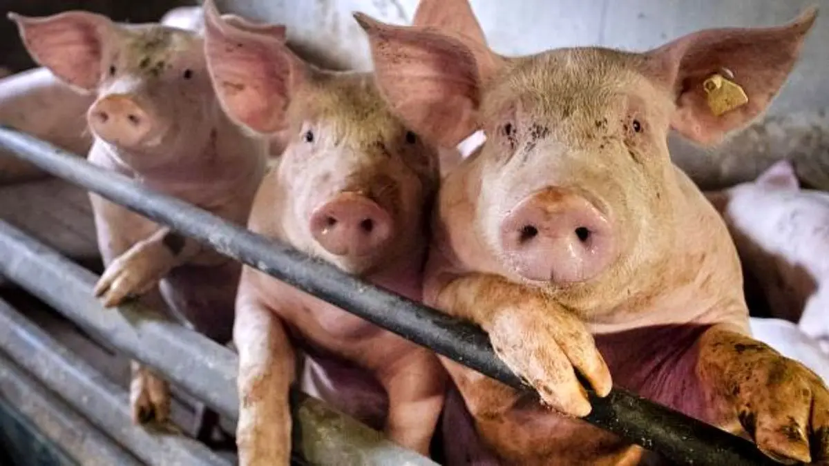 چین می‌‌گوید آنفلوآنزای جدید خوکی تحت کنترل است