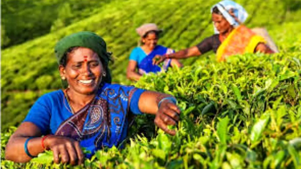 صادرات چای هند به ایران آغاز شد
