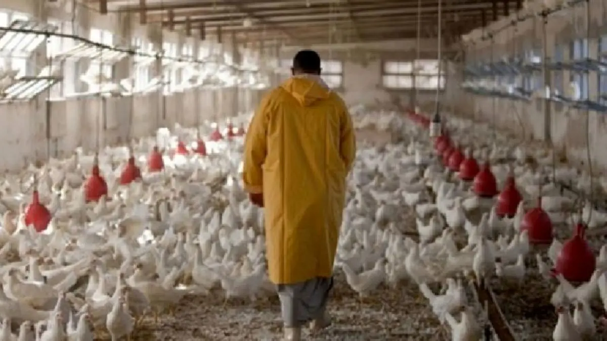 معدوم‌سازی جوجه‌ها بر افزایش قیمت مرغ اثر گذاشت