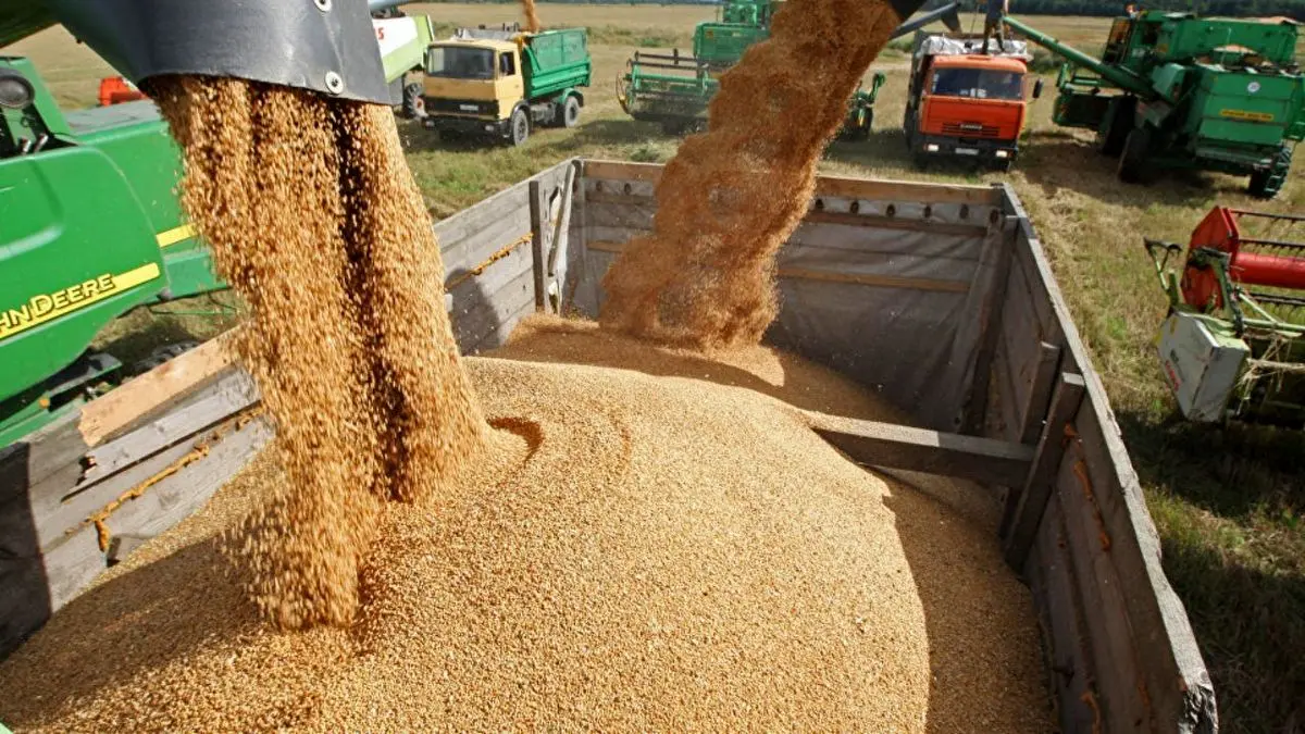 5 میلیون و 900 هزار تن گندم در کشور خریداری شد