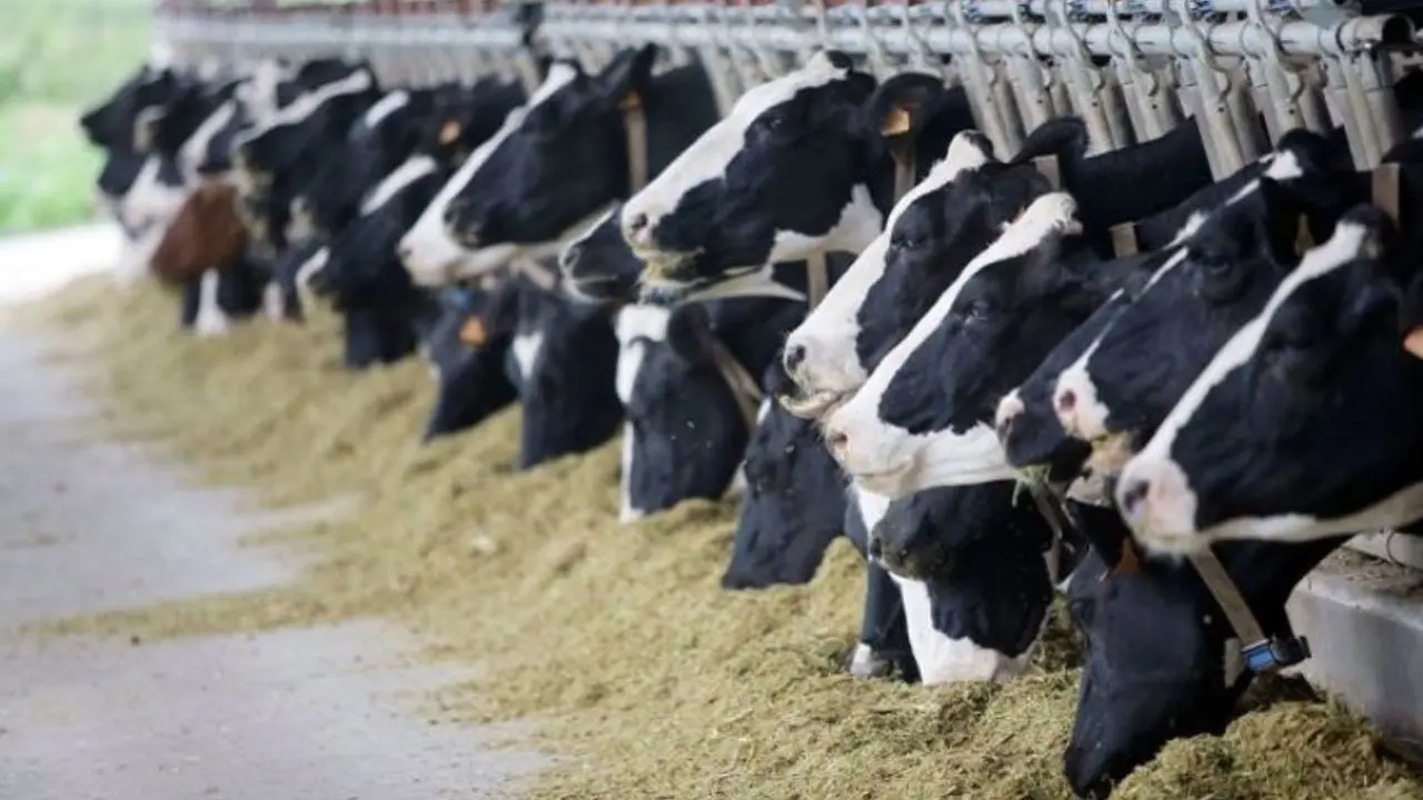 1.9 میلیون تن شیر گاو در دامداری‌های کشور تولید شد