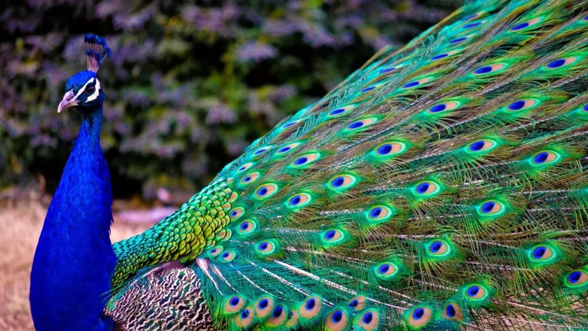 دور دنیا| طاووس مزاحم در کانادا دستگیر شد