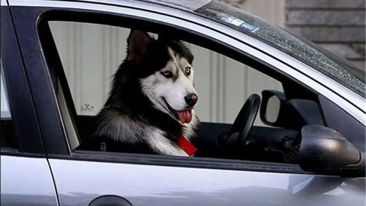 هشدار مجدد پلیس درباره سگ‌گردانی در خودروها، پارک‌ها و معابر