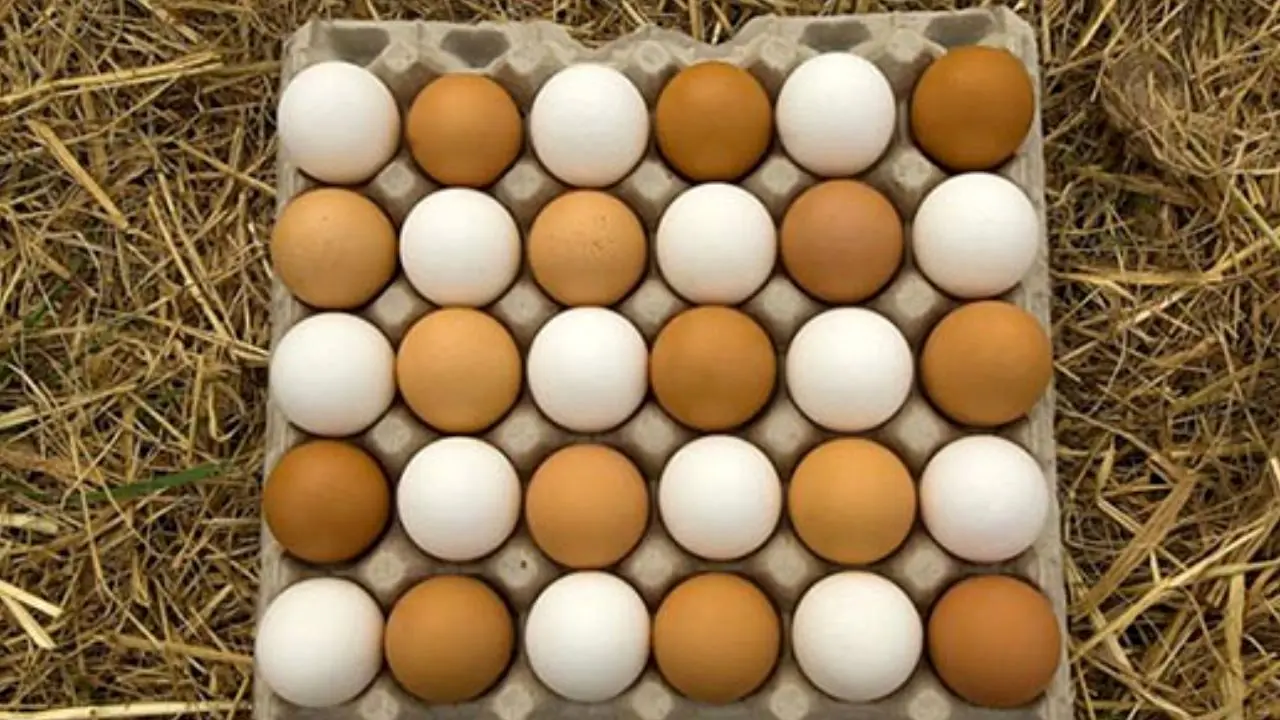 تخم مرغ دانه‌ای 1000 تومان!