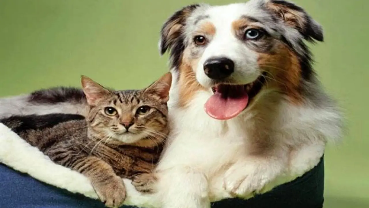 ویروس کرونا| آنتی‌بادی ویروس کرونا در خون سگ‌ها و گربه‌ها کشف شد