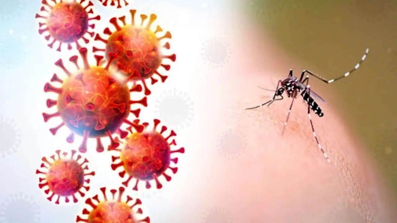 ویروس کرونا| دانشمندان دریافتند که پشه‌ها ویروس کرونا را انتقال نمی‌دهند