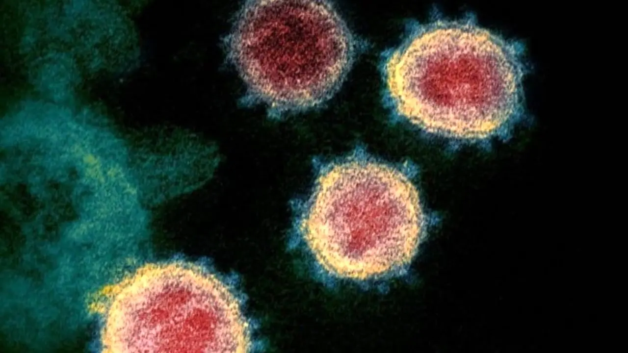 ویروس کرونا| نقشه فریب ویروس کرونا برای رخنه به داخل سلول‌ها افشا شد