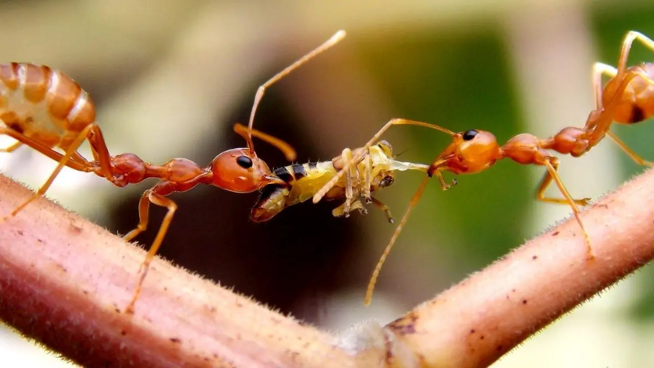 ویروس کرونا| دانشمندان برای مبارزه با ویروس کرونا دست به دامن مورچه‌ها شدند