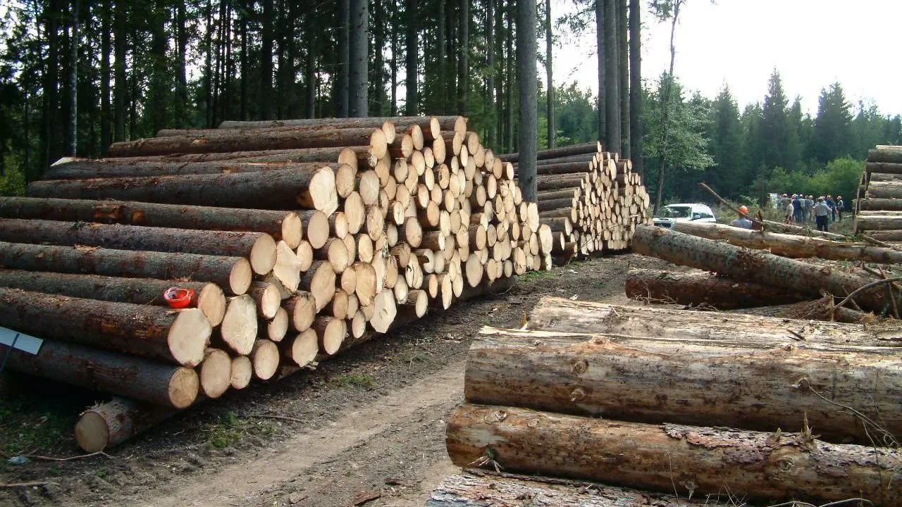 برداشت چوب درختان شکسته در جنگل‌ها ممنوع است